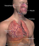 Дыхательная система купить Пакс Vision http://visionperm.com/magazin/?shoppage=pax-forte